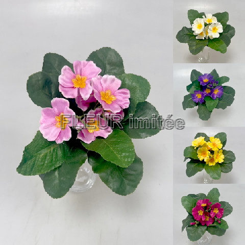 Saintpaulia 20cm 24/240