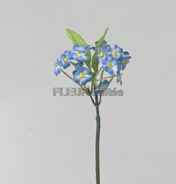 Pomněnka x1 18cm 24/168