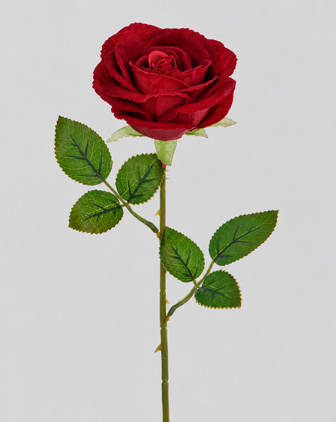 Růže velvet 52cm  36/288