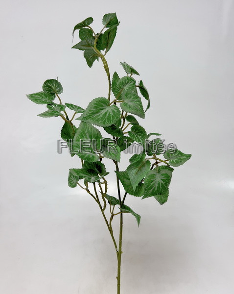 Begonie x3 65cm 36/180