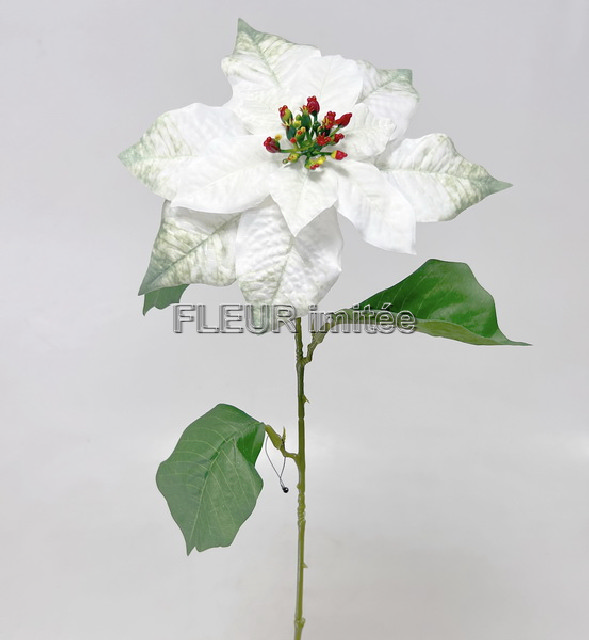 Poinsettia 60/20cm 12/240