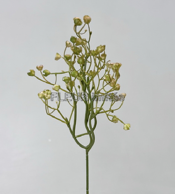 Gypsophila latex 43cm 1/144