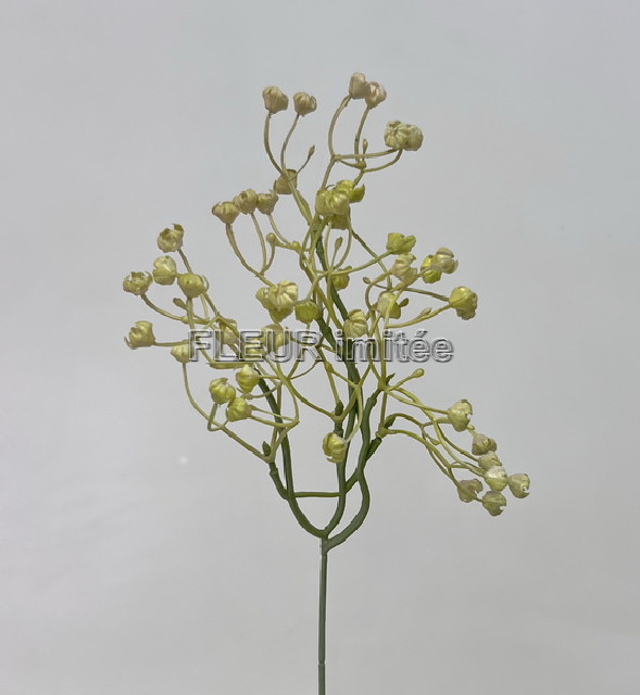 Gypsophila latex 43cm 1/144
