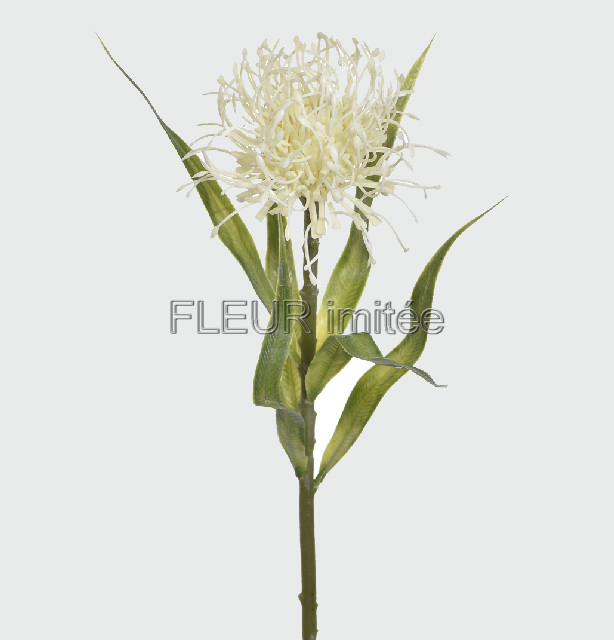 Protea 54cm 24/192