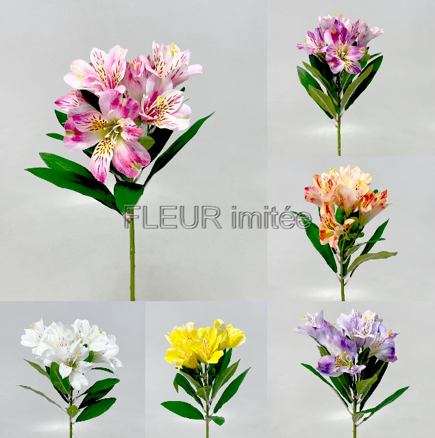 Alstromerie 60cm  24/240