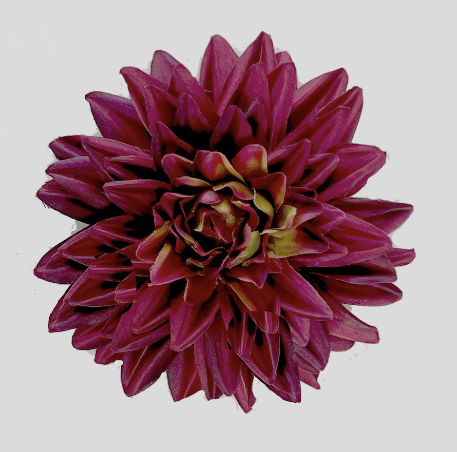 Chryzantema