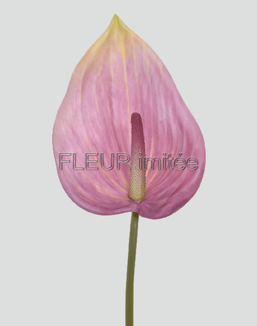 Anturie 86cm 24/192