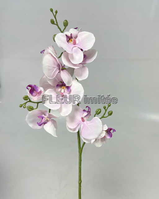Orchidea x3  78cm 24/240