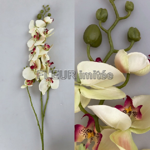 Orchidea LUX 120cm CREAM 24/120