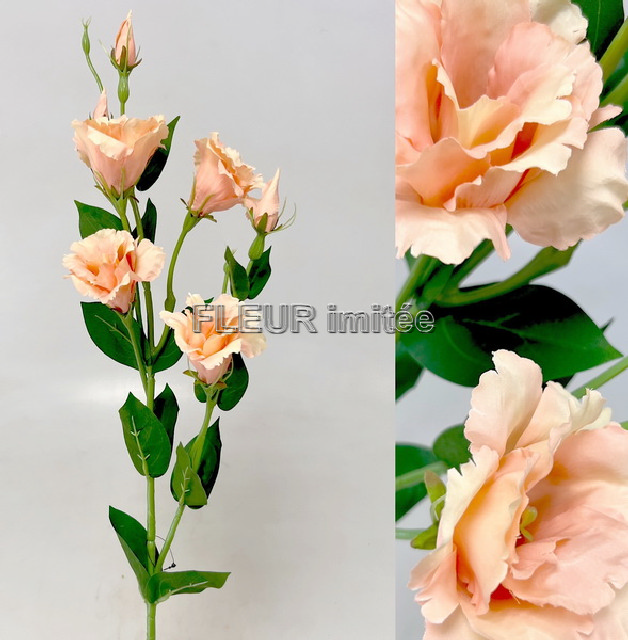 Eustoma x7 85cm S345  24/240