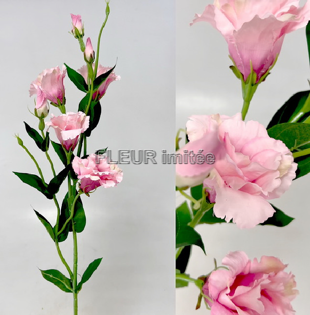 Eustoma x7 85cm S345  24/240
