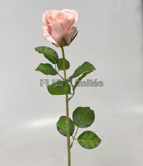 Růže x1 72cm A004  48/240