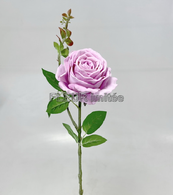 Růže LUISA  70cm 24/192