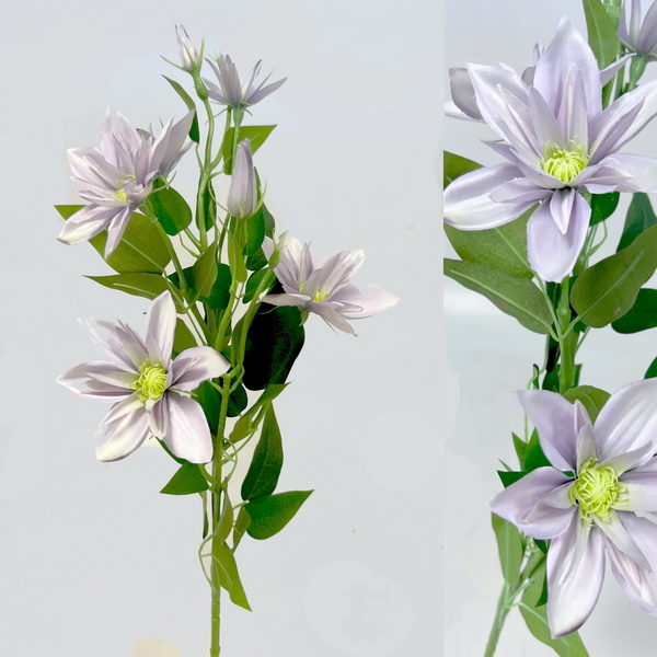 Clematis x7 82cm S508 36/360