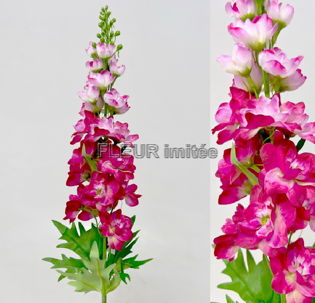 Delphinium 70cm S498  24/288
