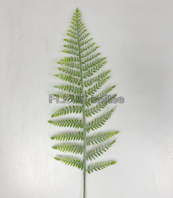 List kapradí 25cm 12/72