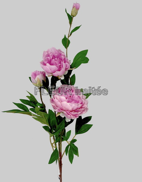 Pivoňka x5 110cm 24/144