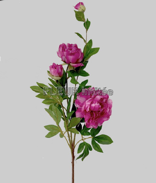 Pivoňka x5 110cm 24/144