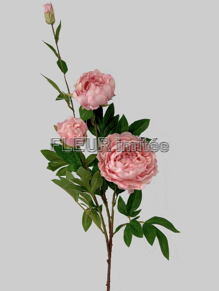 Pivoňka x5 110cm 24/144