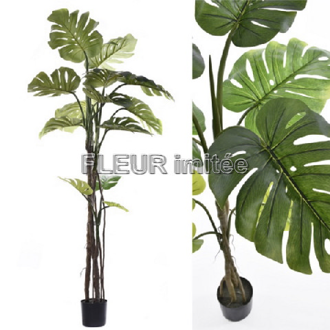 Monstera  175cm 1/4