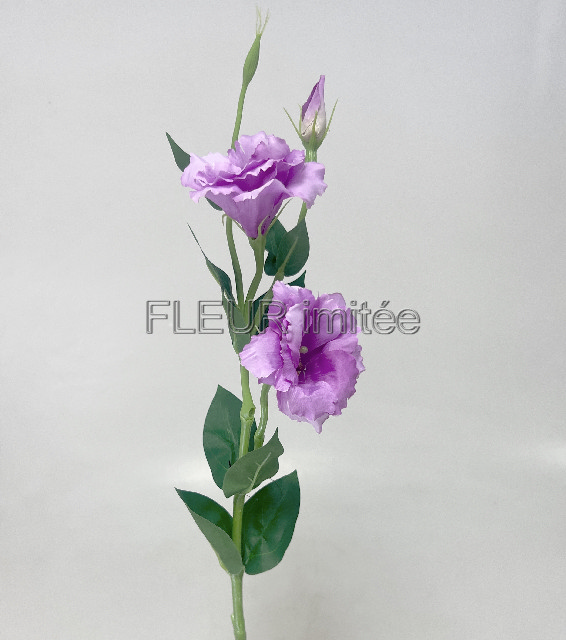 Eustoma x3 60cm S377  48/288