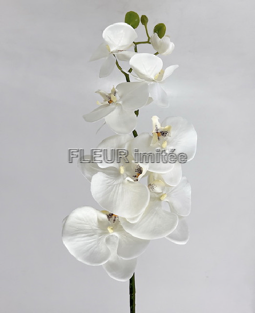 Orchidea  phal.96cm 24/120