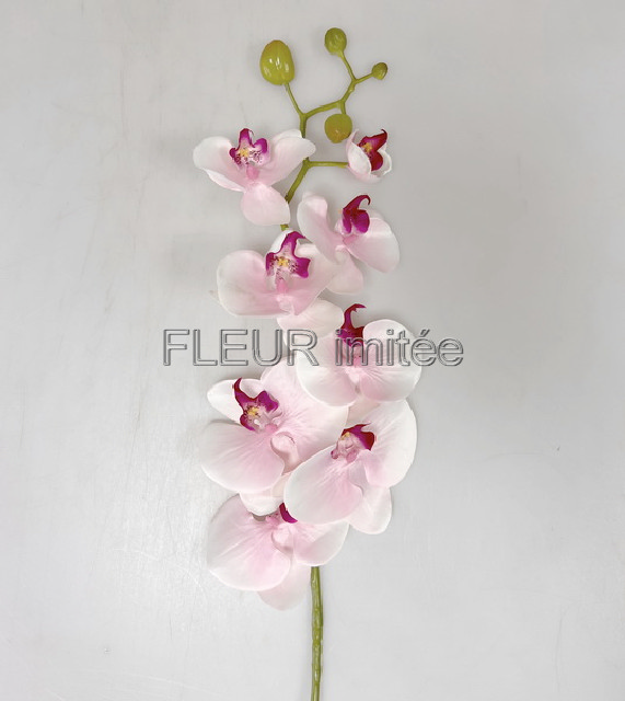Orchidea  phal.96cm 24/120