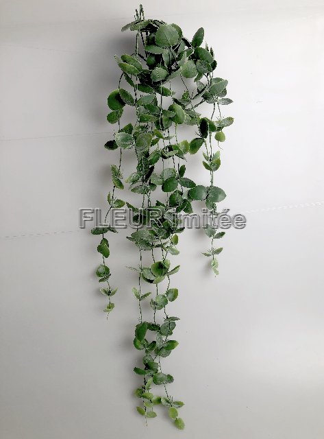 Eukalypt pop.98cm 1/12