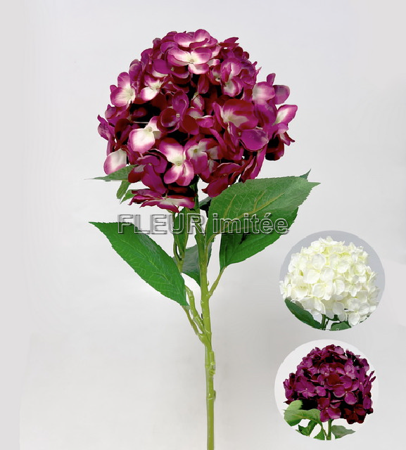 Hortenzie x1 60cm 12/48