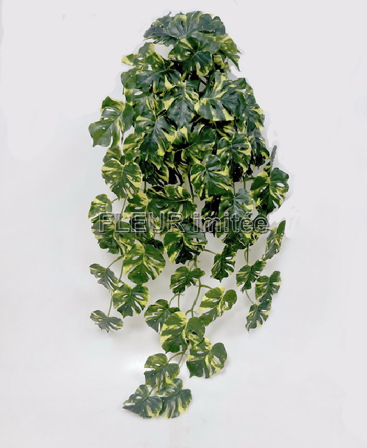 Monstera pop.82cm GR/YE 12/60