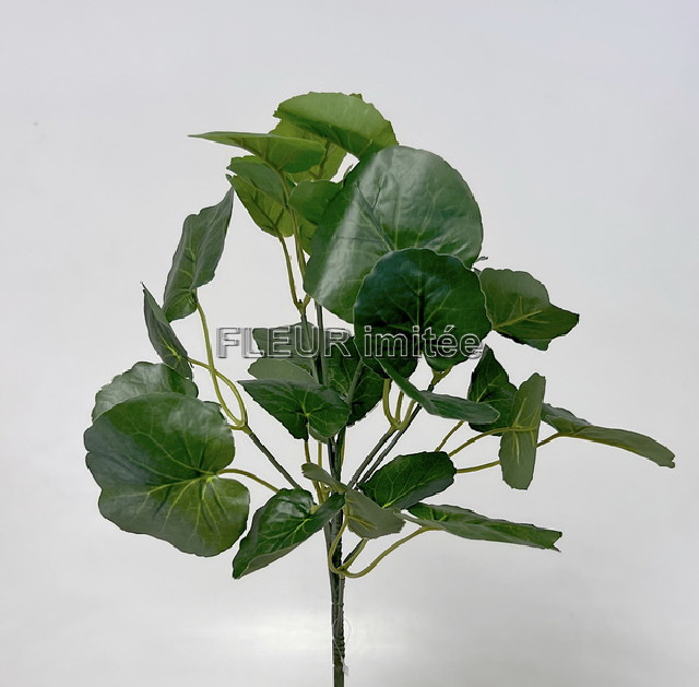 Muškát - listy 36cm 1/36