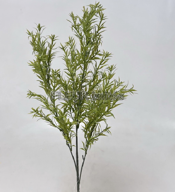 Asparagus x5 63cm 36/216