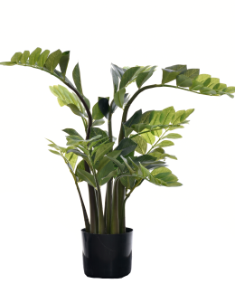 Zamioculcas 80cm 1/4