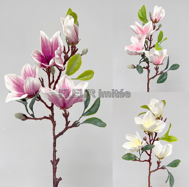 Magnolie x5 68cm 36/144