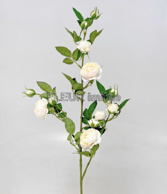 Růže planá 90cm 24/240