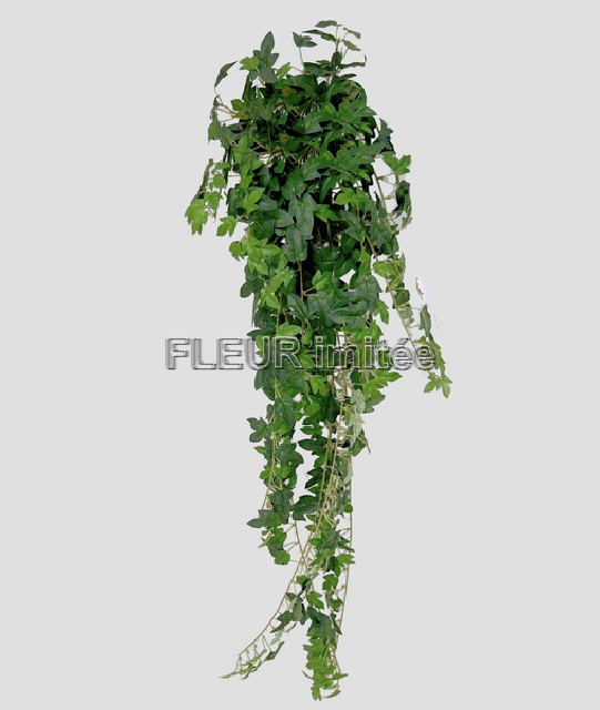 Břečťan 85cm 12/48