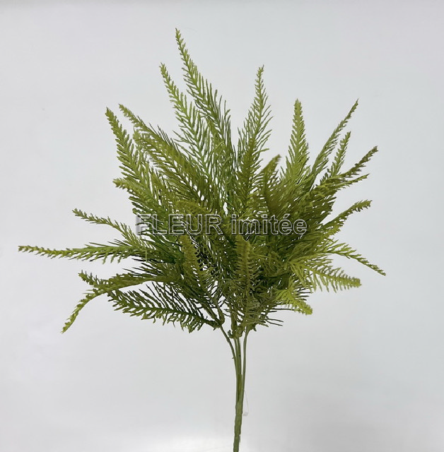 Kapradí lesní x5  40cm 60/360