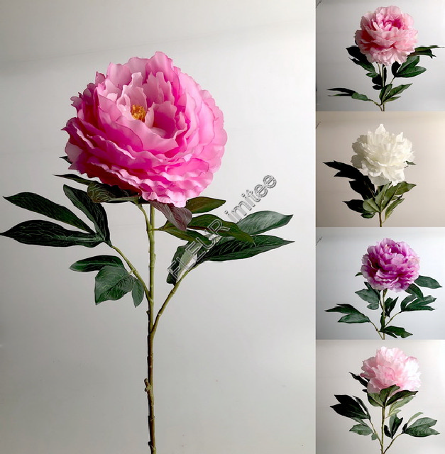 Pivoňka x1 75cm 24/144