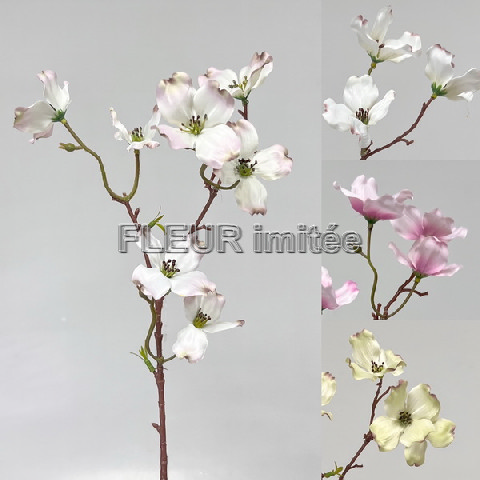 Dřín x2 50cm 24/240