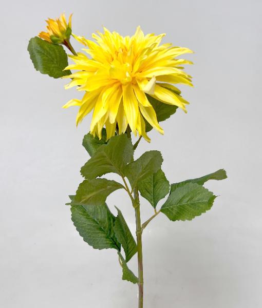 Jiřina x1 75cm 12/96