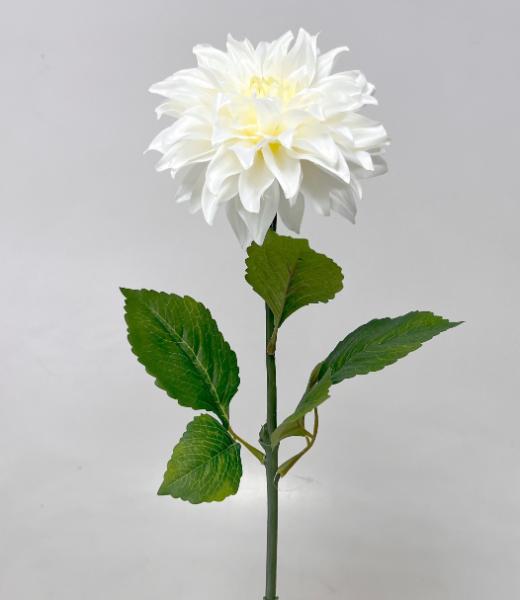 Jiřina x1 70cm 24/192