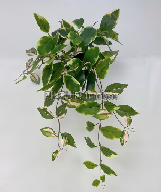 Alocasia pop.60cm 12/72