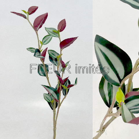 Tradescancie x2 47cm  24/120