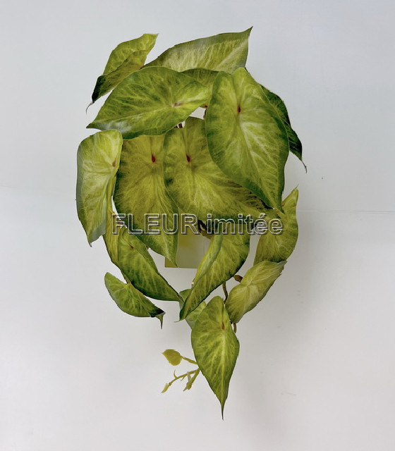 Alocasia pop.46cm 12/48