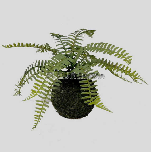 Kokedama kapradí 26cm