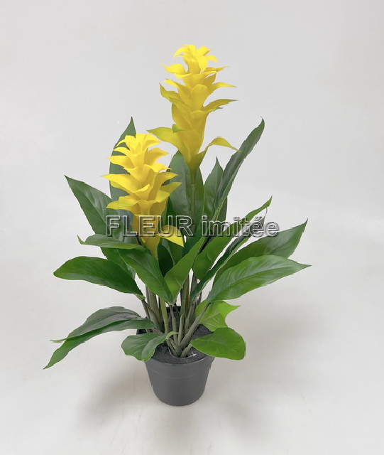 Guzmanie v květ.60cm latex