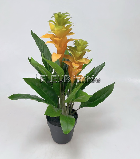 Guzmanie v květ.60cm latex