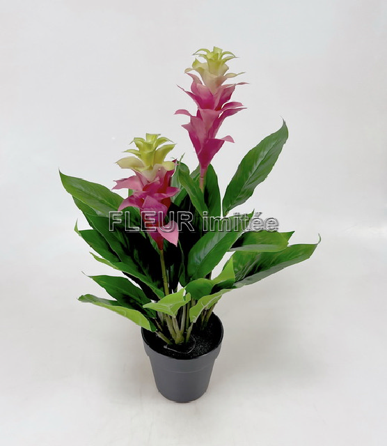 Guzmanie v květ.60cm latex