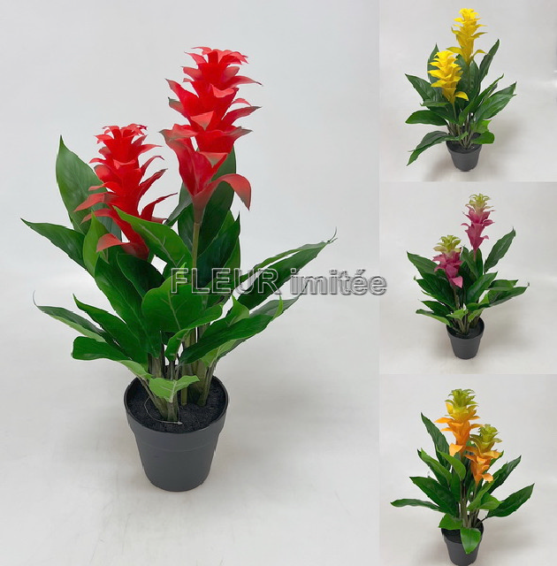 Guzmanie v květ.60cm latex