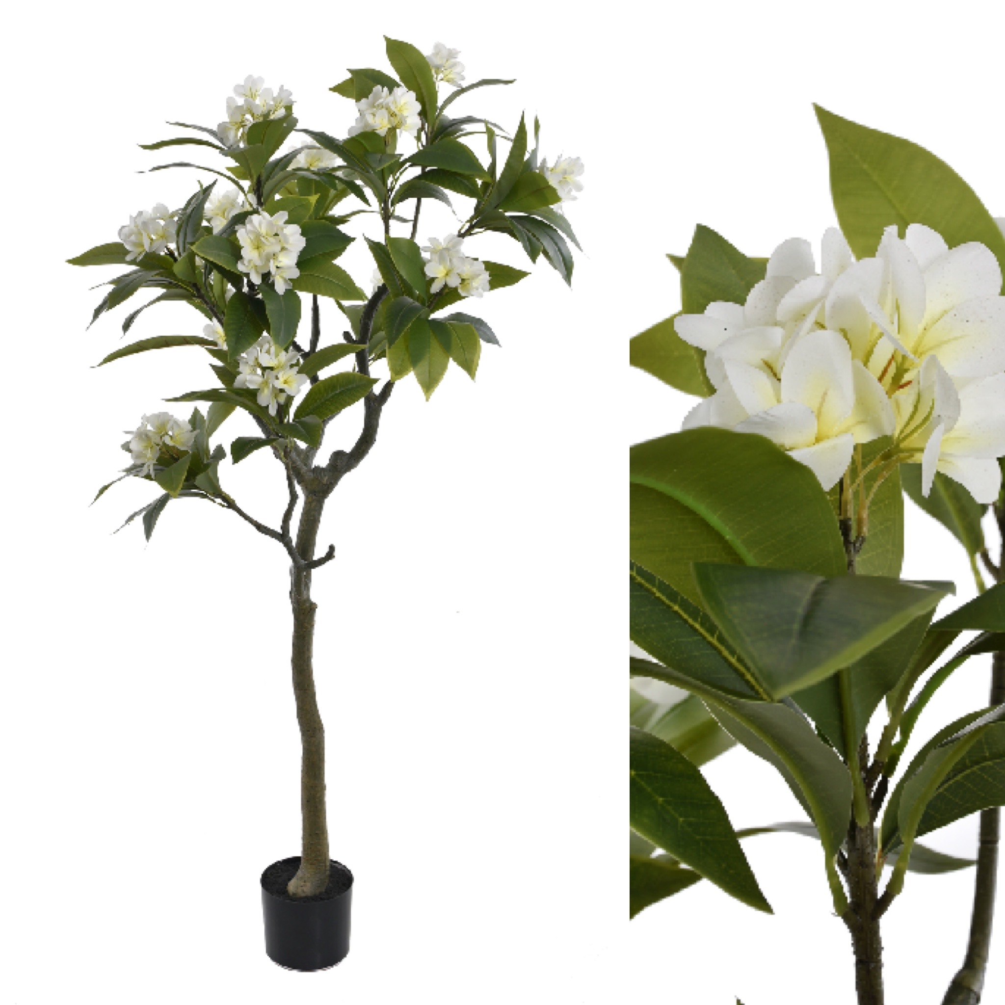 Plumeria strom 175cm 1/1